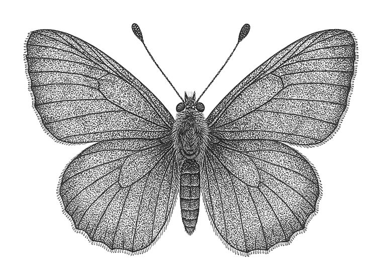 The butterfly, from The Insect Codex