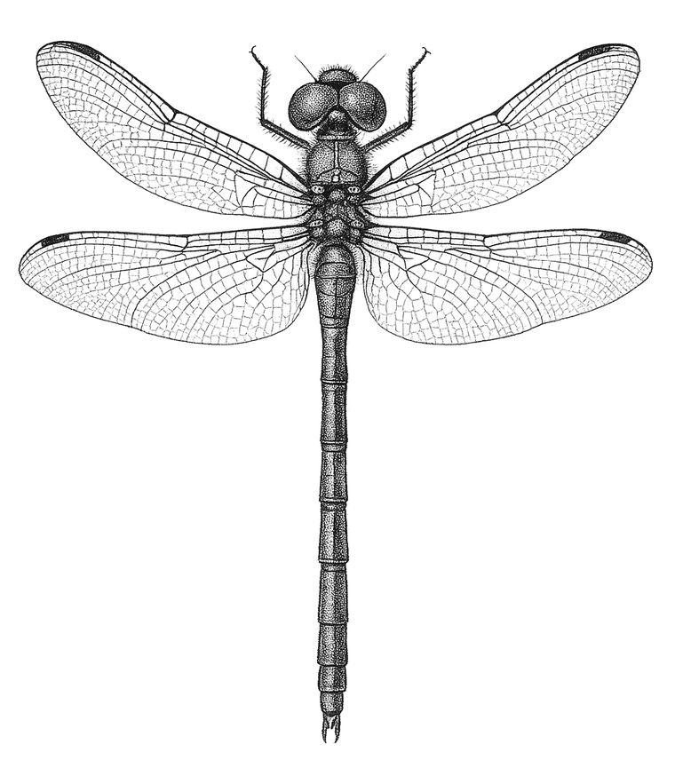 The dragonfly, from The Insect Codex